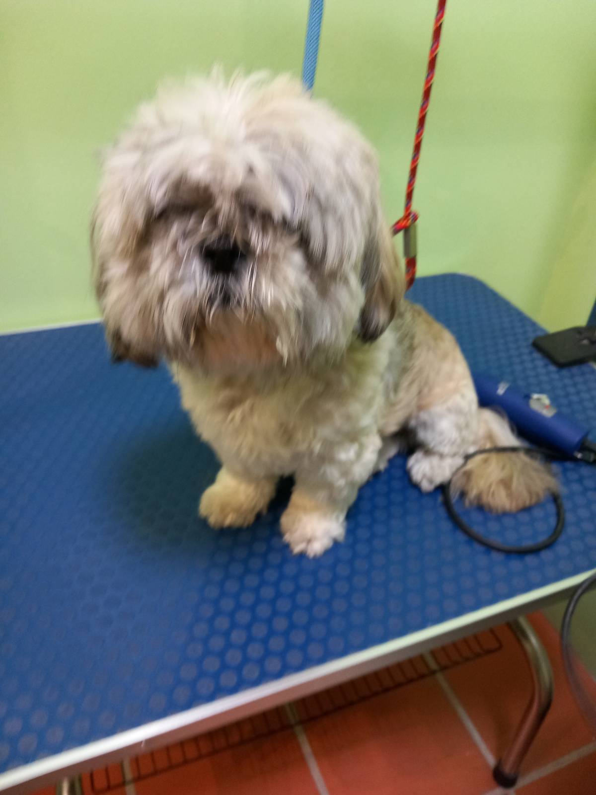 Anabela - Sintra - Pet Care and Grooming