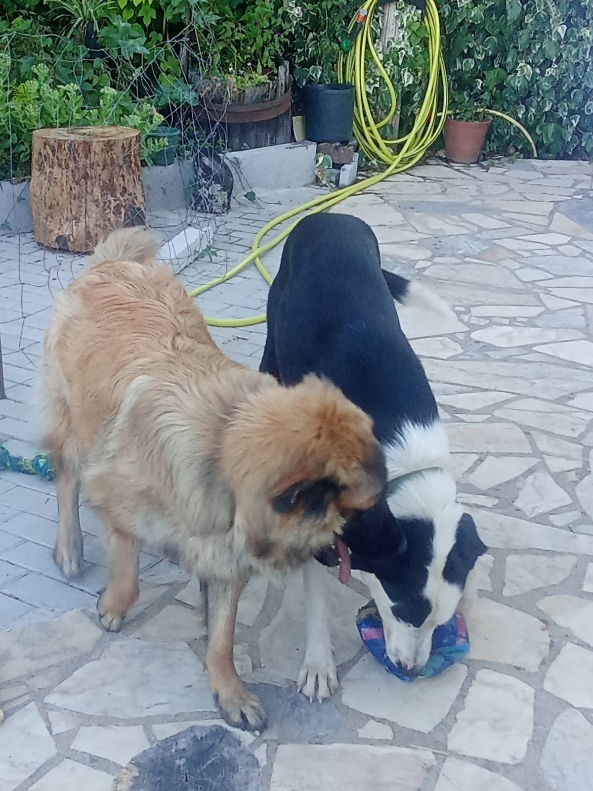 Joao - Proença-a-Nova - Tiertraining und Verhaltensänderung (keine Hunde)