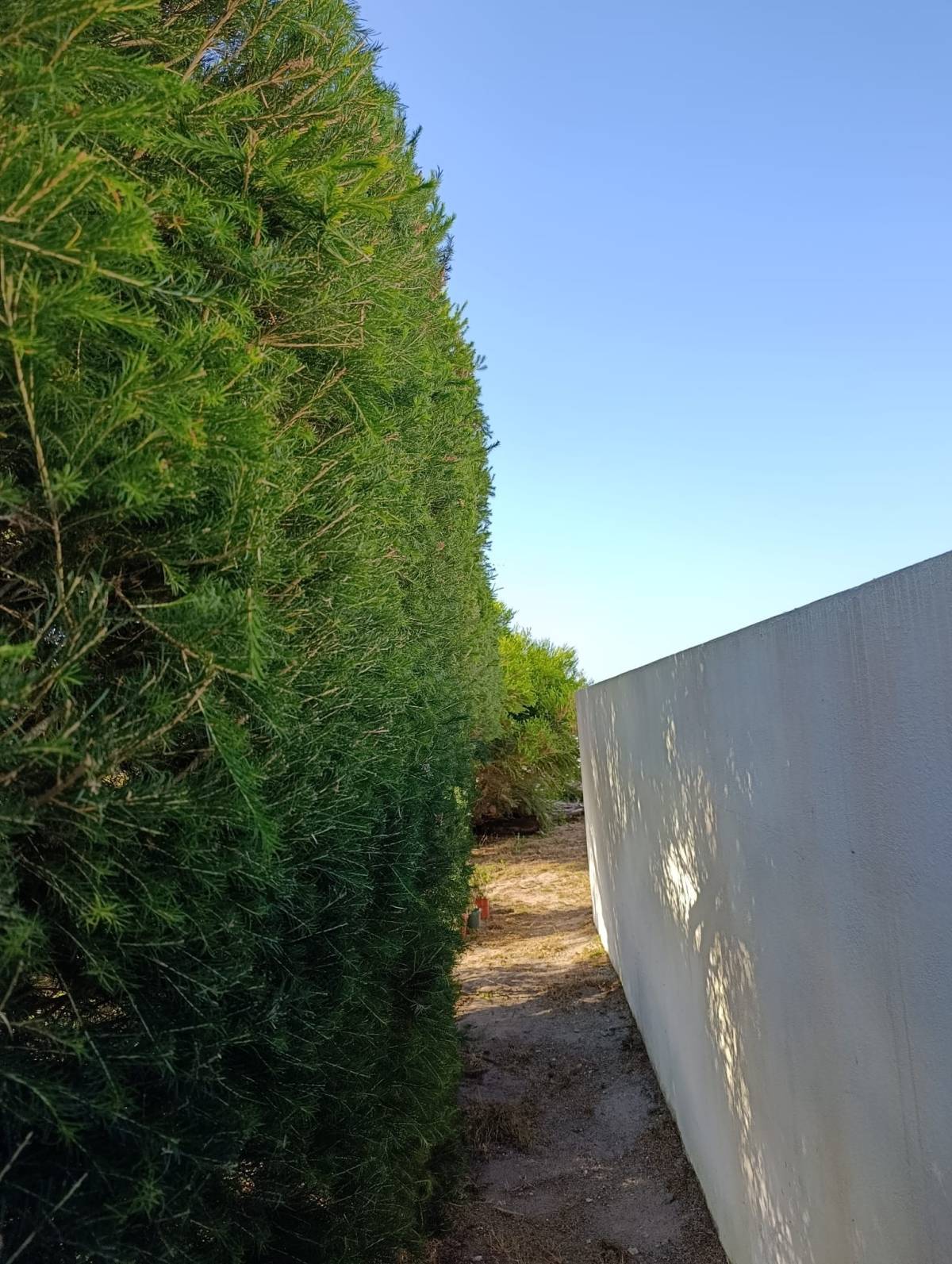 S&F Jardinagem 🌱🌿 - Torres Vedras - Quitanieves (Residencial)