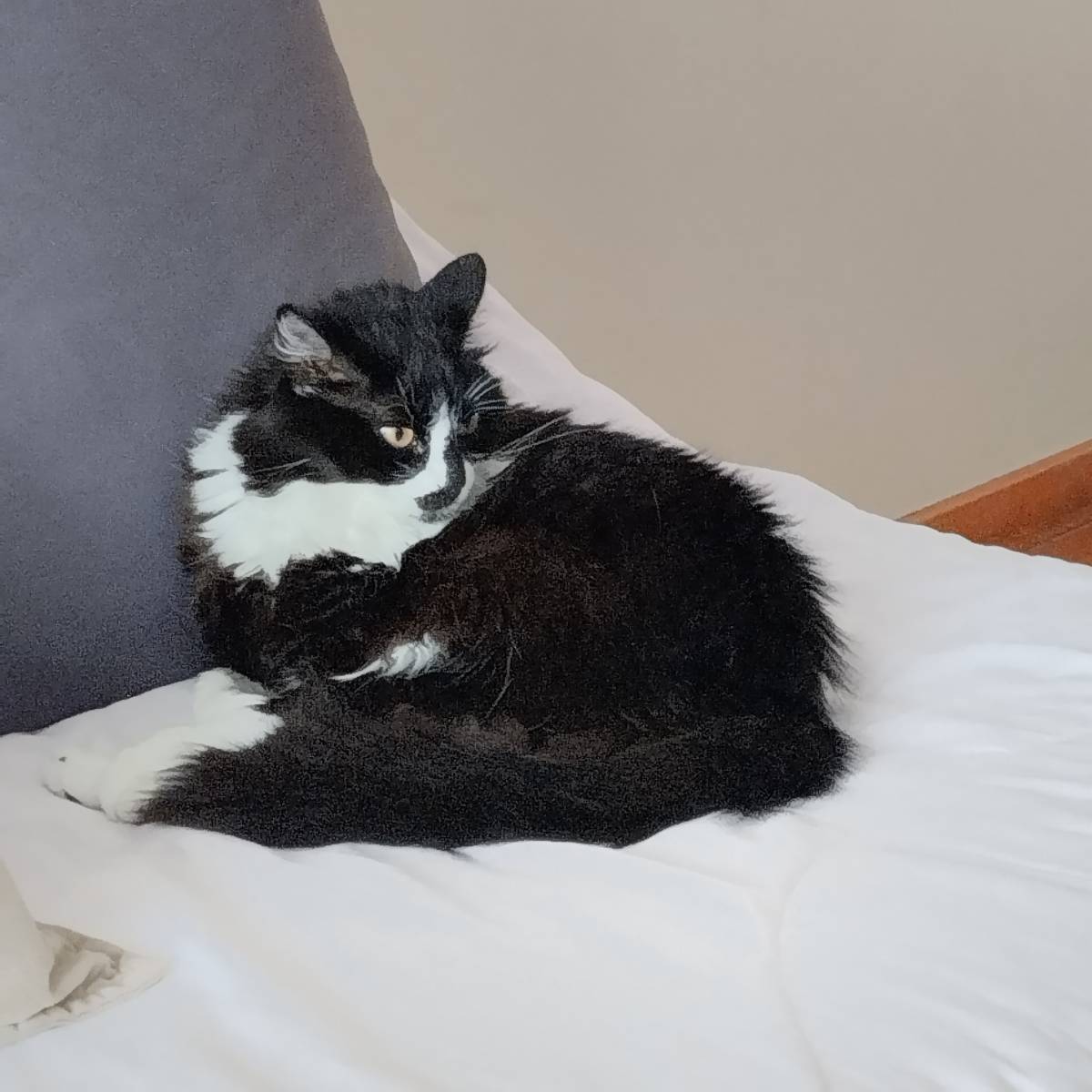 Leo's pets - Santa Cruz - Cat Sitting