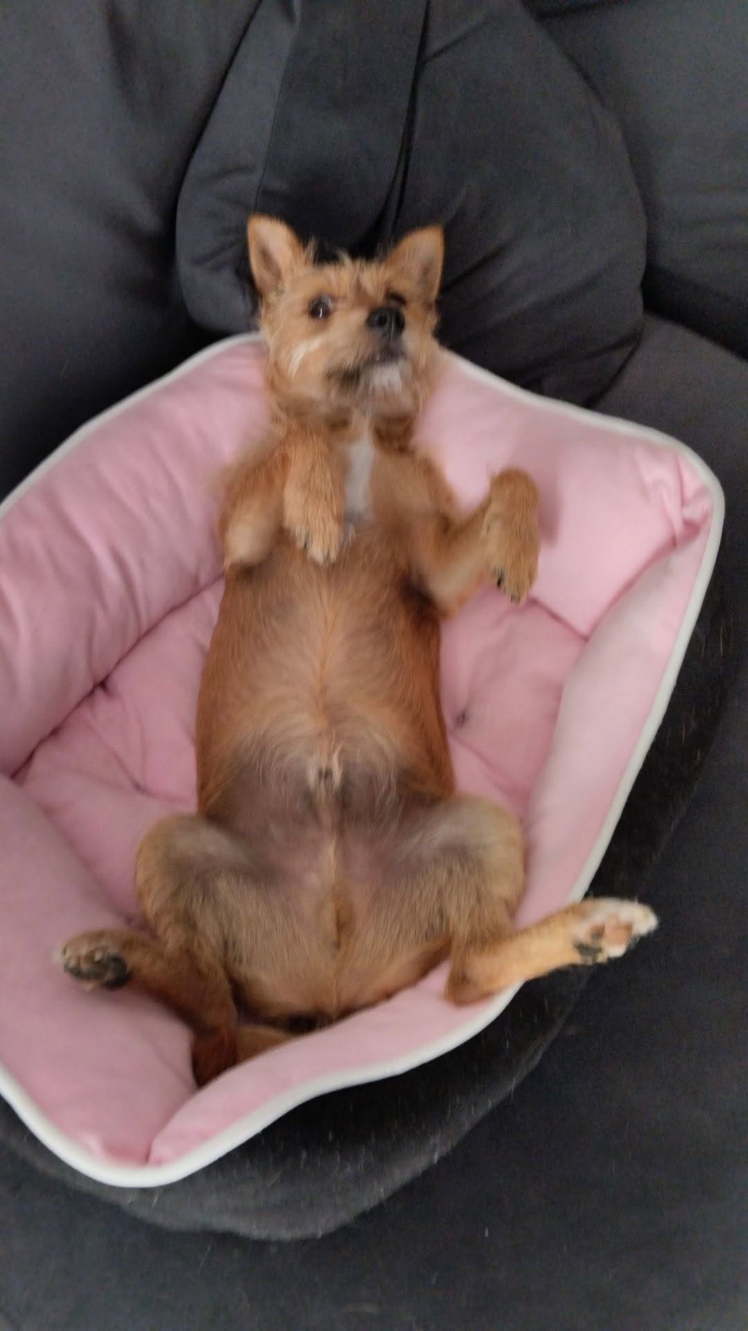 Leo's pets - Santa Cruz - Dog Sitting