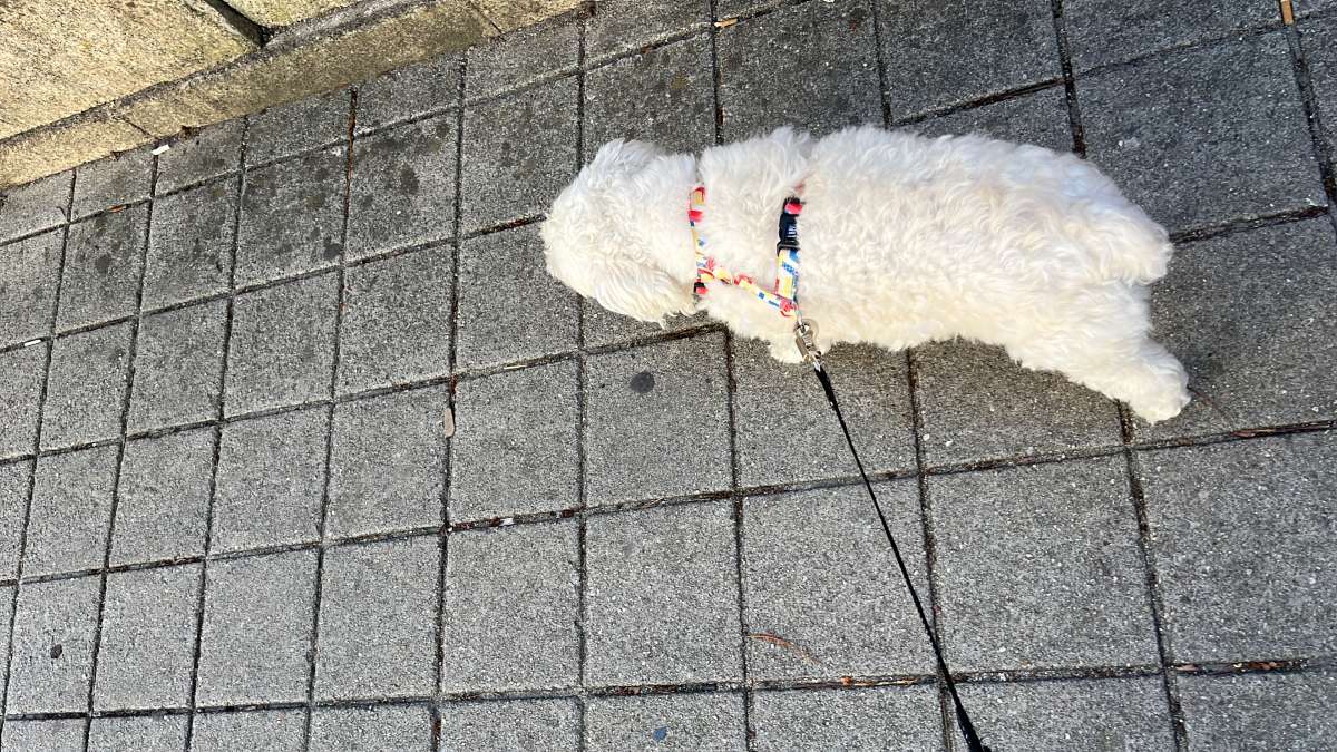 Barbara valente - Porto - Dog Walking