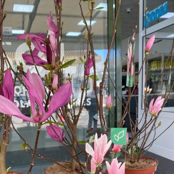 Terra e Folha Jardinagem - Loures - Remoção de Tronco de Árvore