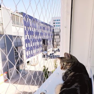 Diego Sturnick - Lisboa - Windows
