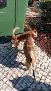 Beatriz Momade - Lisboa - Dog Walking