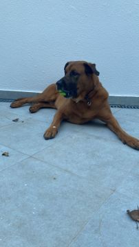 Passeador de Cães