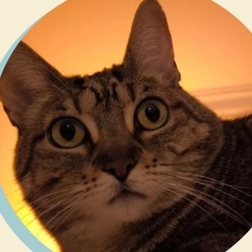 Amigos do Chewie Petsitting - Daniela - Sintra - Pet Sitting