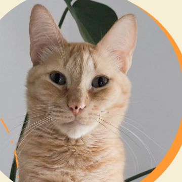 Amigos do Chewie Petsitting - Daniela - Sintra - Hundesitter