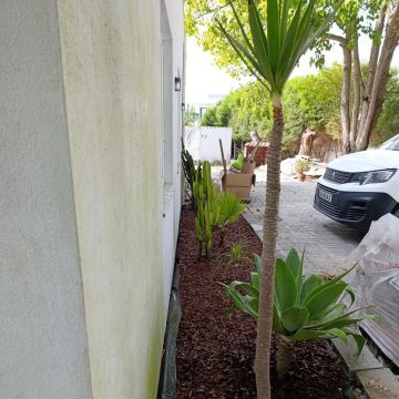 S&F Jardinagem 🌱🌿 - Torres Vedras - Plantación de árboles