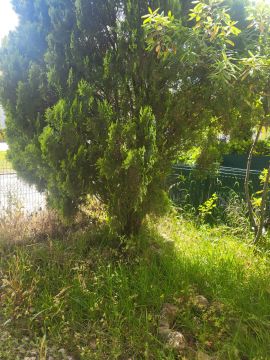 Tree Trimming and Maintenance