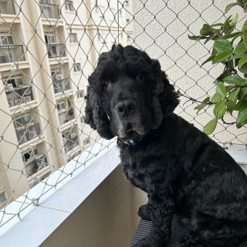 Guto Romano - Braga - Limpeza de Apartamento