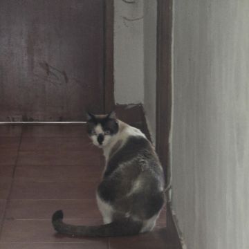 Isabel Ferreira Fidalgo - Beja - Property Cleanup