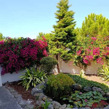 S&F Jardinagem 🌱🌿 - Torres Vedras - Eliminación de arbustos
