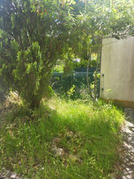 Tree Trimming and Maintenance - Lawncare