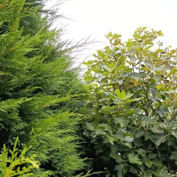 S&F Jardinagem 🌱🌿 - Torres Vedras - Poda y mantenimiento de árboles