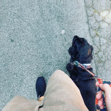 Guto Romano - Braga - Pet Sitting