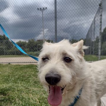 Wesley Dalpra - Almada - Pet Sitting
