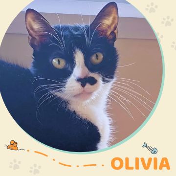 Amigos do Chewie Petsitting - Daniela - Sintra - Katzensitter