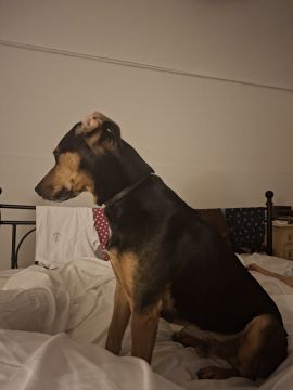 Hotel para Cães