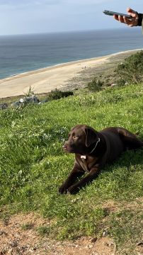 Hotel e Creche para Animais - Animais
