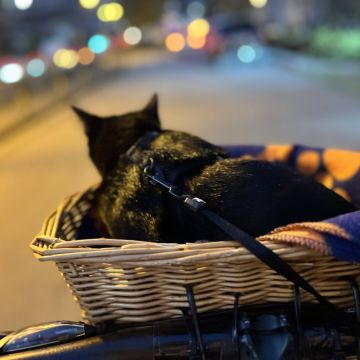 Guto Romano - Braga - Pet Sitting