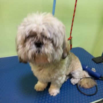 Anabela - Sintra - Pet Care and Grooming