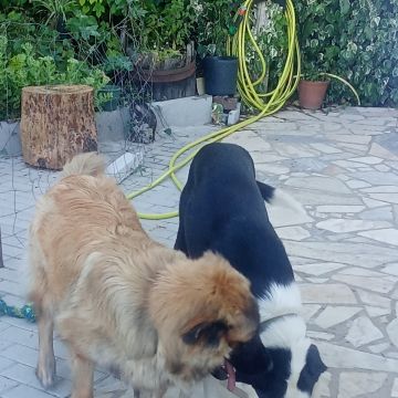 Joao - Proença-a-Nova - Tiertraining und Verhaltensänderung (keine Hunde)