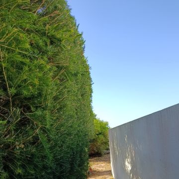 S&F Jardinagem 🌱🌿 - Torres Vedras - Quitanieves (Residencial)