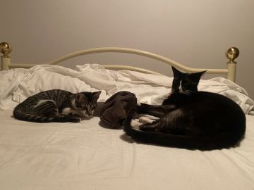 Hotel para Gatos