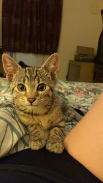 Hotel e Creche para Animais