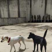 Bianca Cintra - Coimbra - Dog Walking