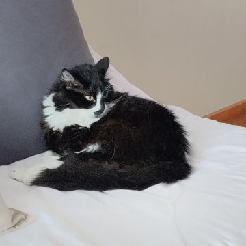 Leo's pets - Santa Cruz - Cat Sitting