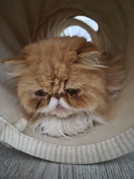 Hotel para Gatos