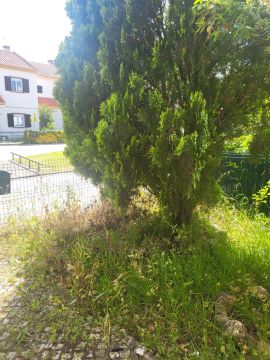 Tree Trimmer