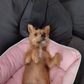 Leo's pets - Santa Cruz - Dog Sitting
