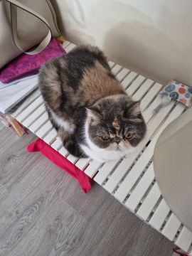 Hotel para Gatos