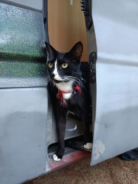 Hotel para Gatos