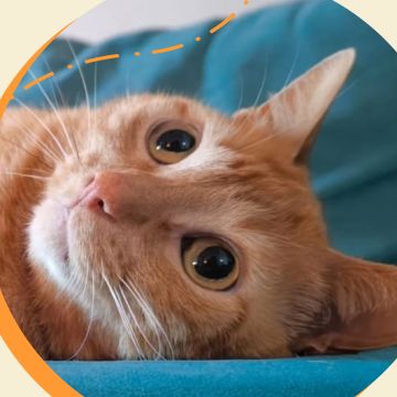 Amigos do Chewie Petsitting - Daniela - Sintra - Hundesitter