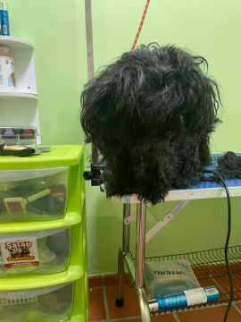 Anabela - Sintra - Dog Daycare