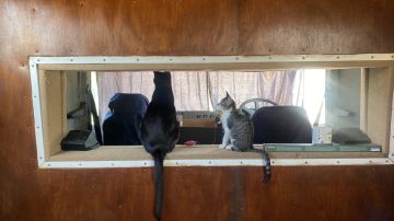 Hotel para Gatos