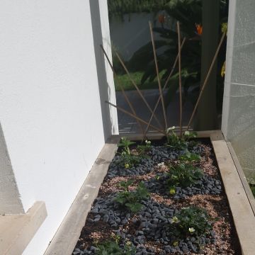 Dom Jardinagem - Loures - Poda e Manutenção de Árvores