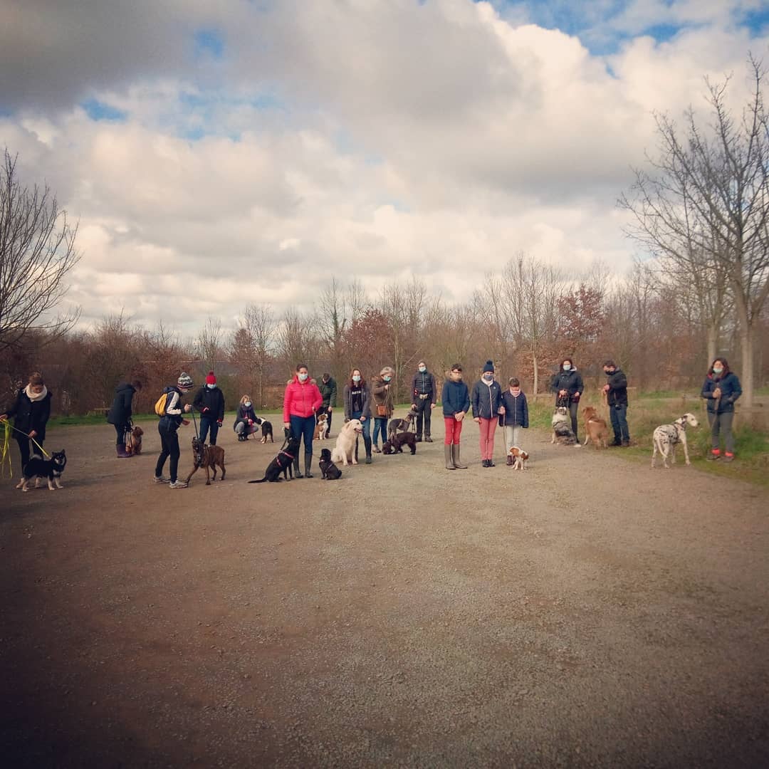 Camille Peloin Dog Training - Escola de cães de Caldas da Rainha e da Região Oeste - Caldas da Rainha - Verhaltensänderung beim Tier