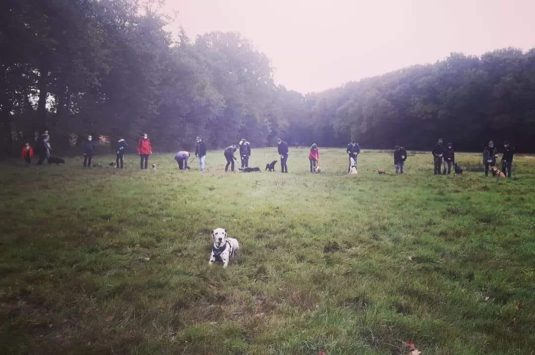 Camille Peloin Dog Training - Escola de cães de Caldas da Rainha e da Região Oeste - Caldas da Rainha - Tiertraining und Verhaltensänderung (keine Hunde)