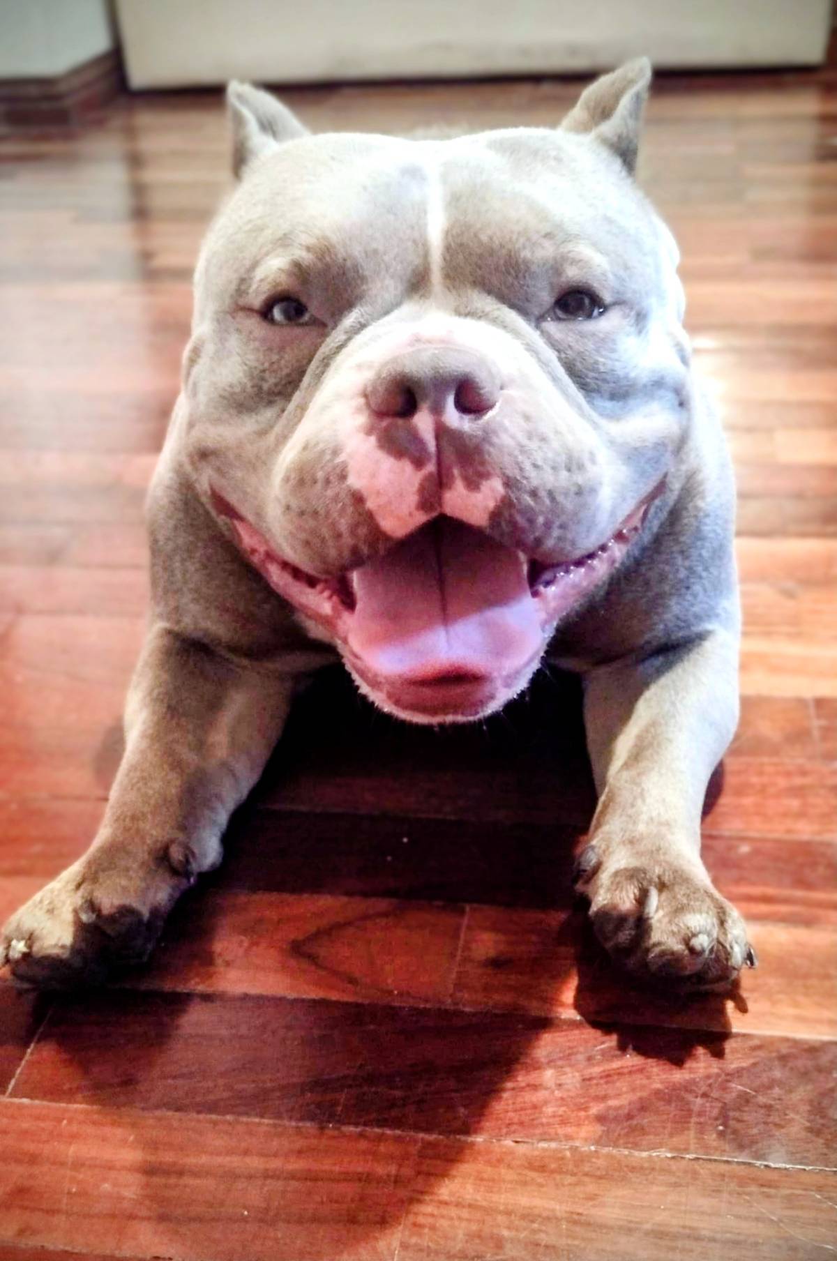 Conexão pet🐕‍🦺 - Odivelas - Éducation canine
