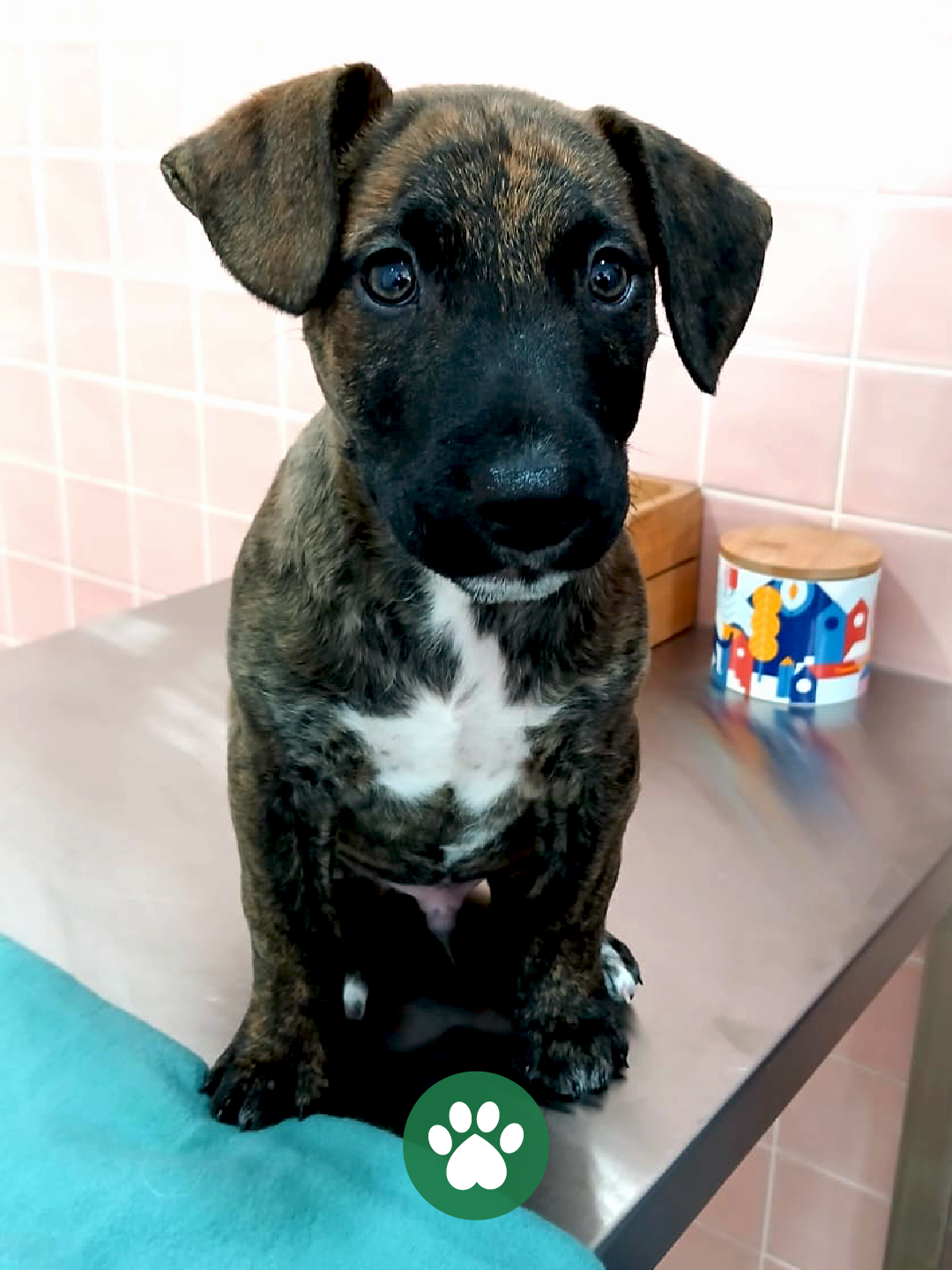 PetCare_Portugal - Lisboa - Treino de Animais