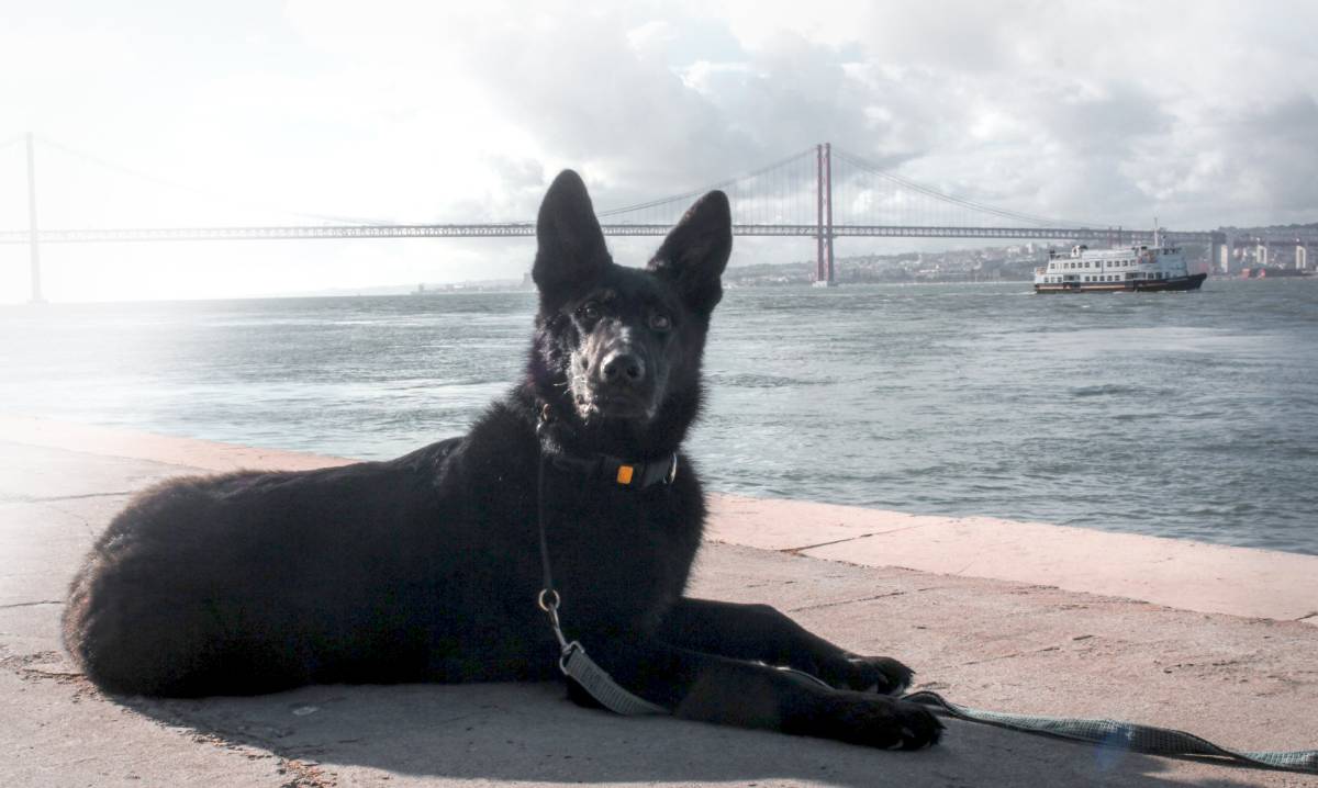 PetCare_Portugal - Lisboa - Hotel para Cães