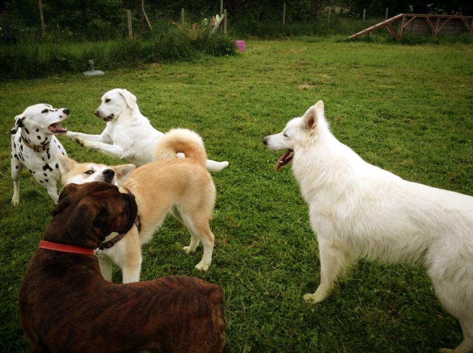 Camille Peloin Dog Training - Escola de cães de Caldas da Rainha e da Região Oeste - Caldas da Rainha - Tiertraining und Verhaltensänderung (keine Hunde)