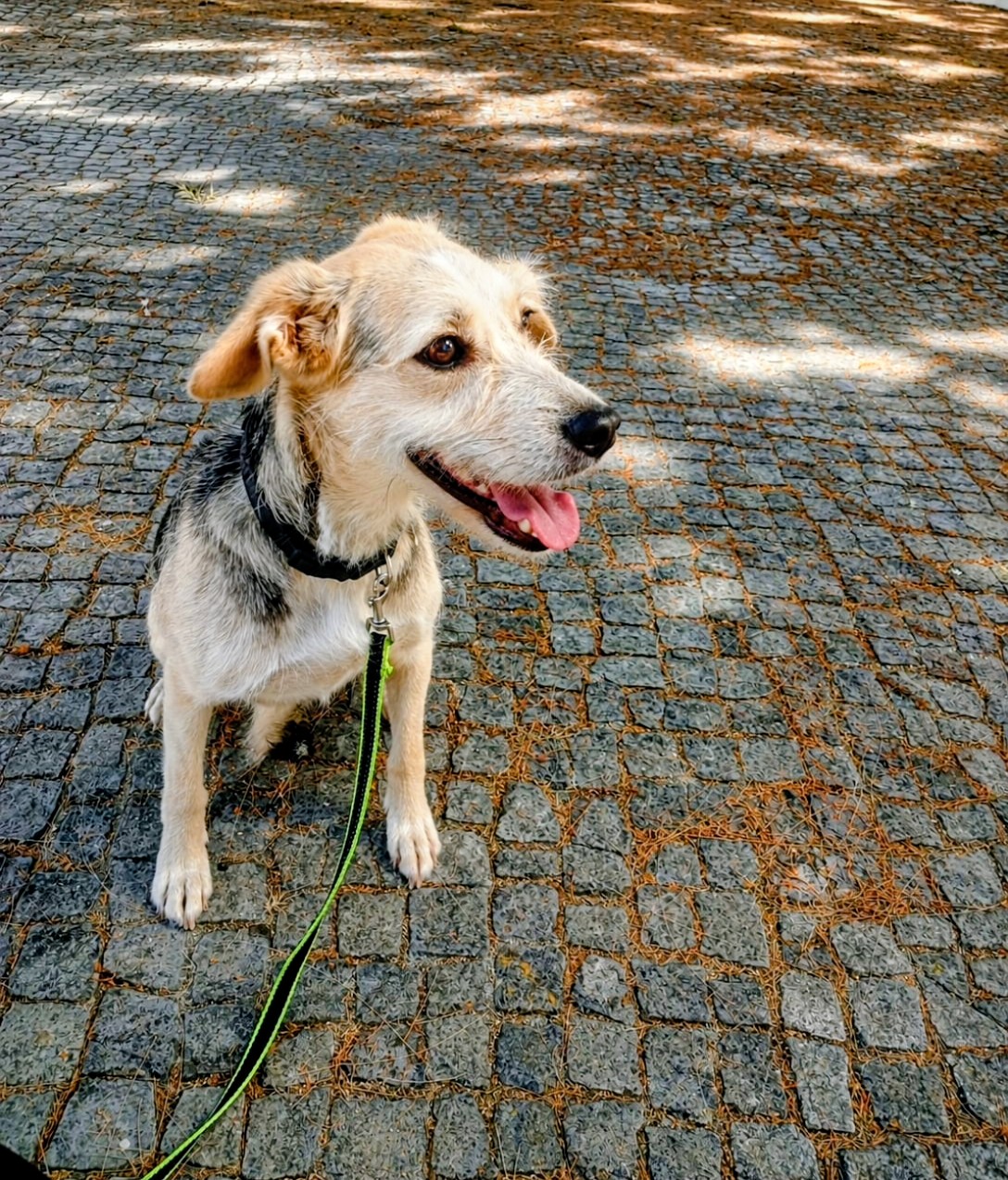 Conexão pet🐕‍🦺 - Odivelas - Services pour animaux de compagnie