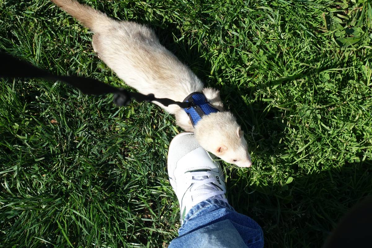 Antônio Junior Pet Lover - Porto - Haustierbetreuung