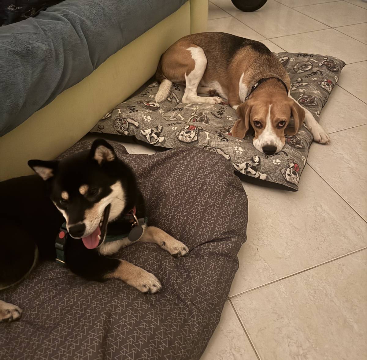 Lara Vieira Pet Sitter - Portimão - Pet Sitting